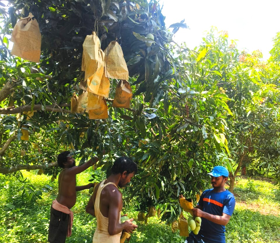Amrapali Mangoes | 4.5 Kg Amrapali Mangoes | 4.5 Kg