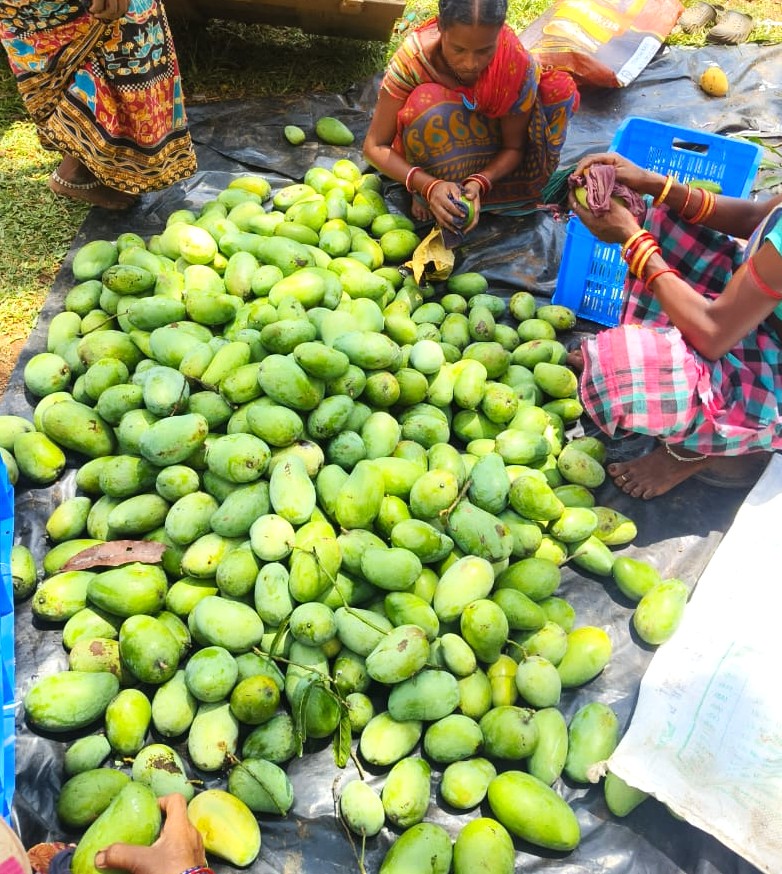 Amrapali Mangoes | 4.5 Kg Amrapali Mangoes | 4.5 Kg